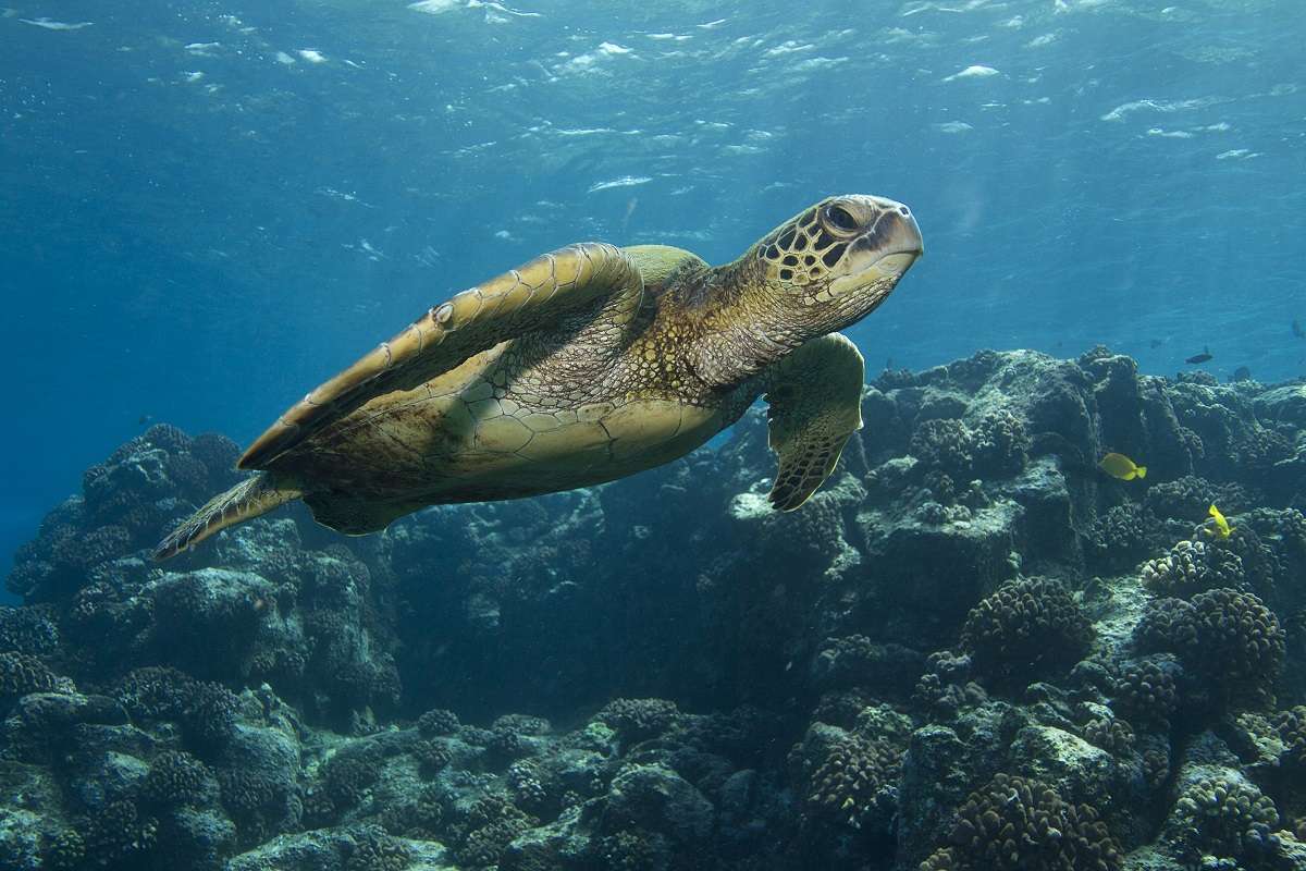 swim with turtles in Belize
