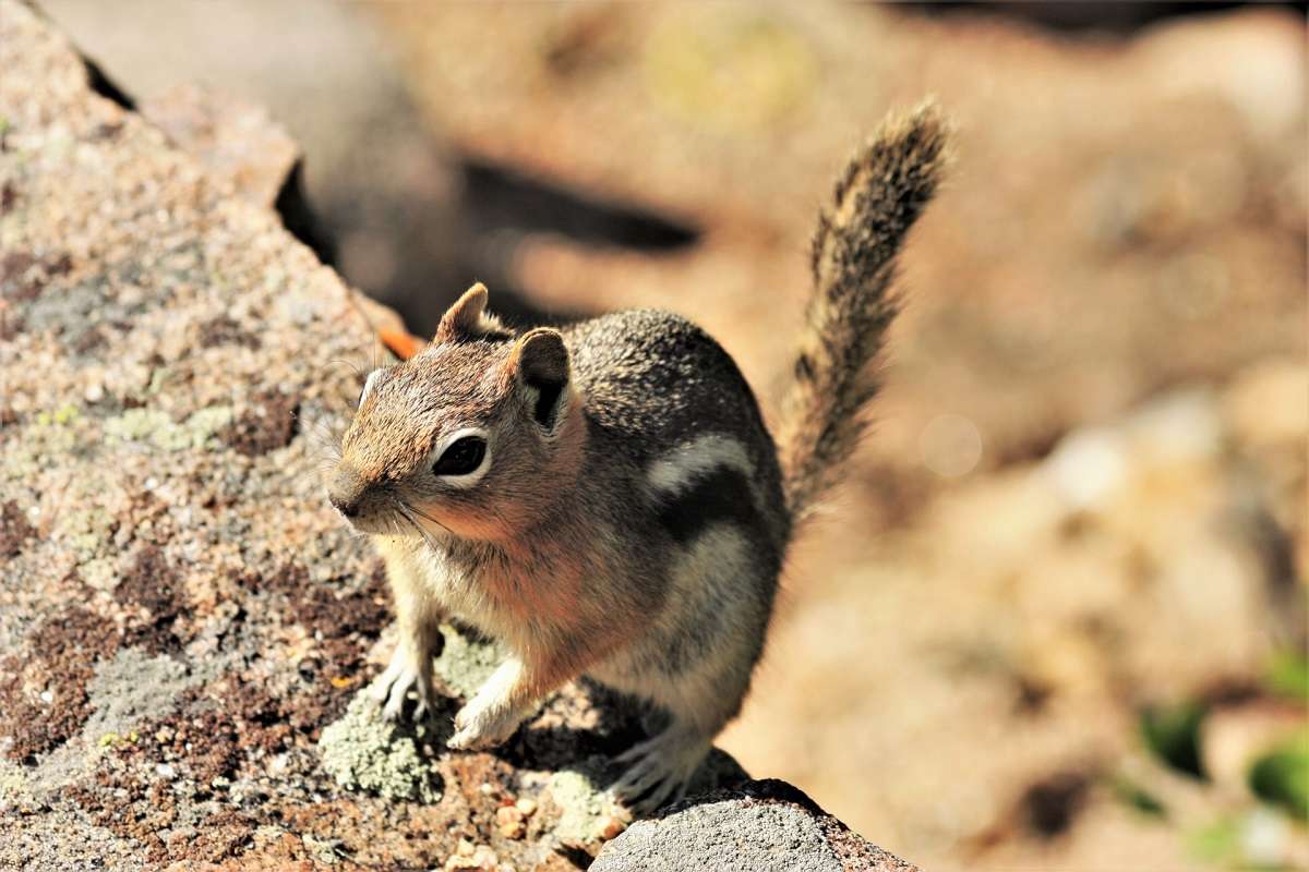 Golden mantled ground squirrel in Bryce Canyon National Park. 