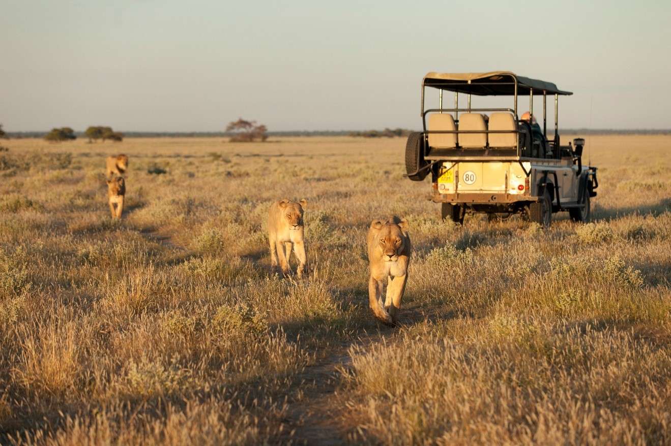 Lions and Nat Hab travelers in Africa.