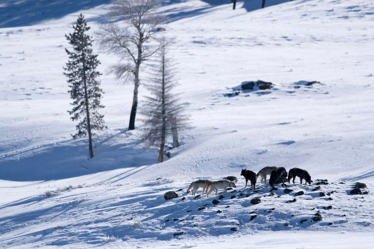 Wolves in winter hunting in Yellowstone.