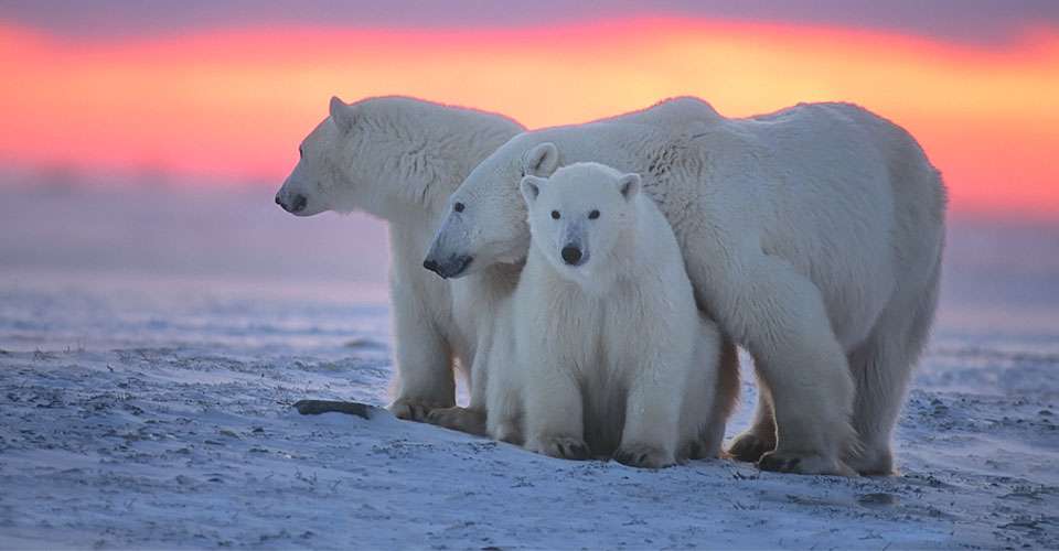 Polar bears at sunset in Churchill.