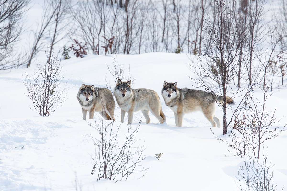 Wolf pack in Yellowstone during the winter. 
