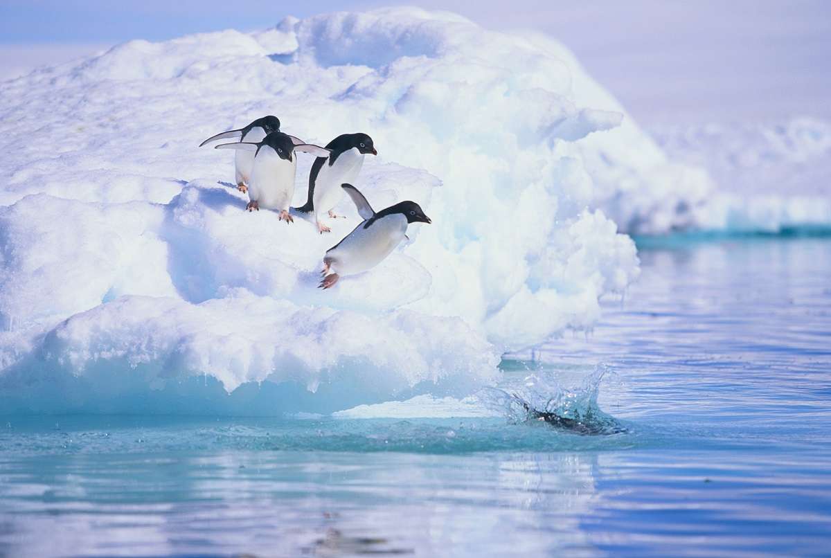 Penguins leap into the water in Antarctica.