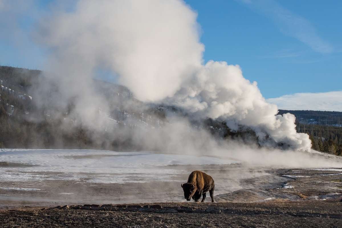 Bison in Yellowstone National Park in front of a geyser.