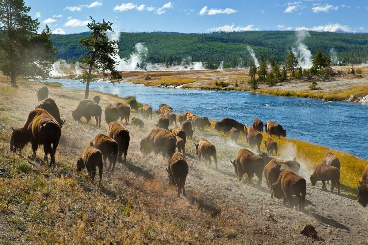 Bison; Yellowstone; Geyser