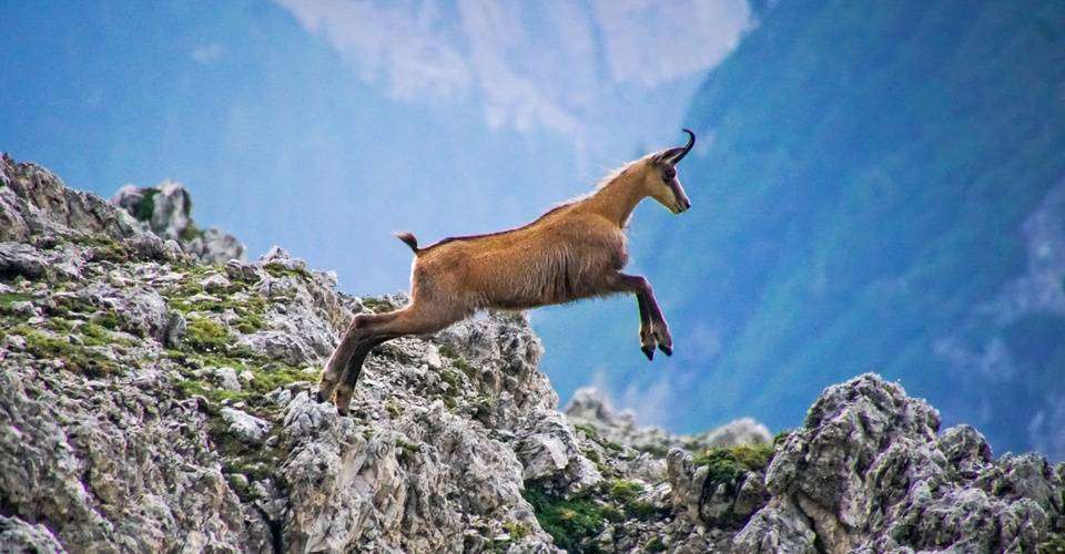 Chamois prancing over the Dolomites.
