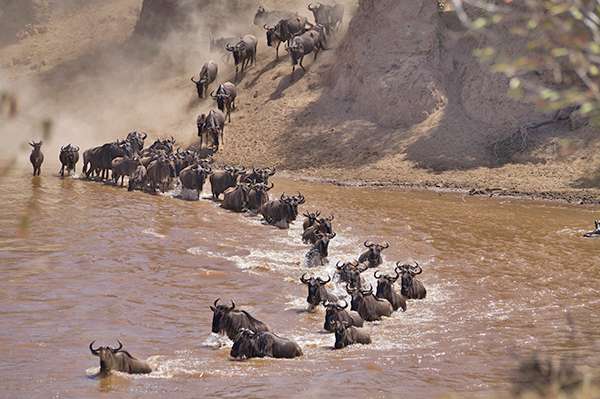 Wildebeest making a water crossing 