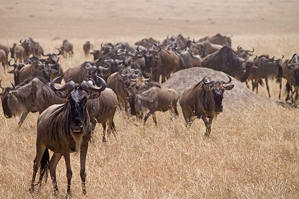 Wildebeest wandering across the savanna during the Great Migration