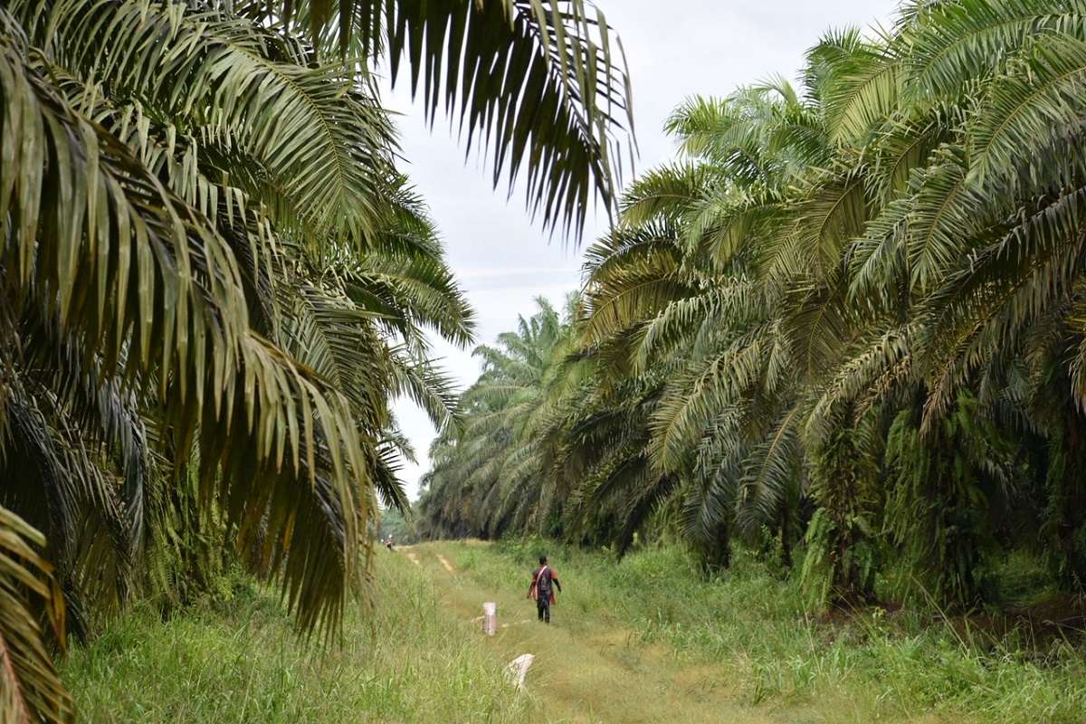 Palm oil plantation in Borneo.
