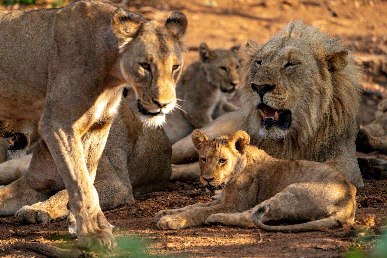 A lion family in Namibia