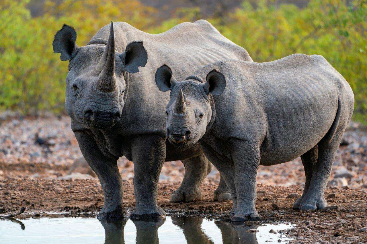 A rhino mother and calf in Namibia 