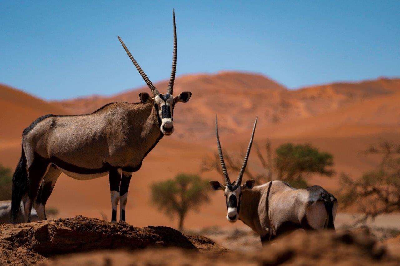 Oryx in Namibia 