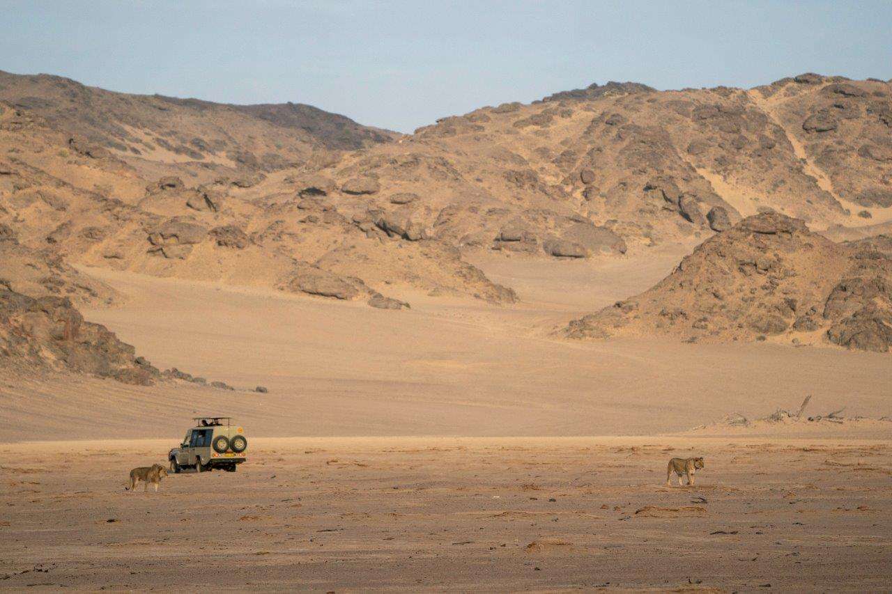 Nat Hab travelers have an intimate look at desert-adapted lions as they prowl past the dunes 