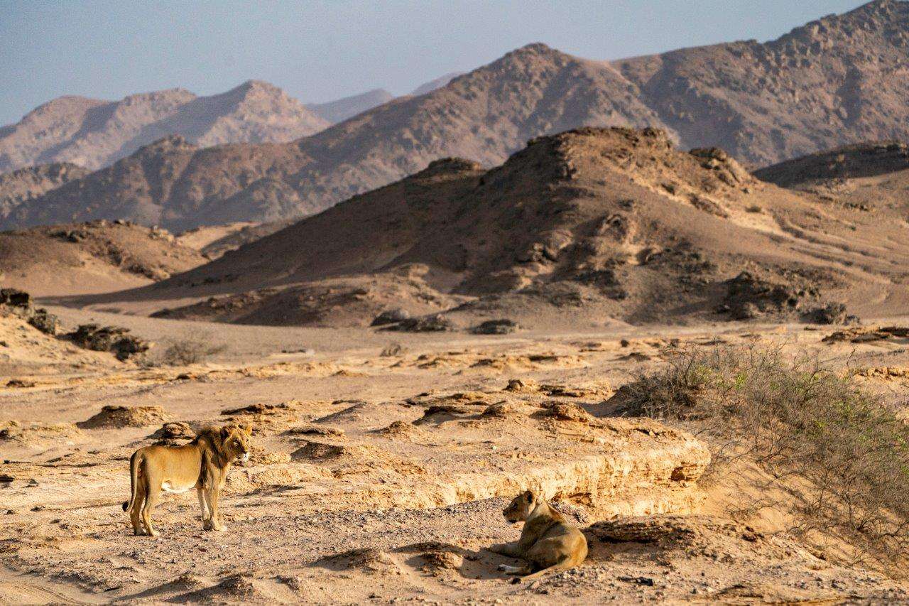 Desert-adapted lions in Namibia
