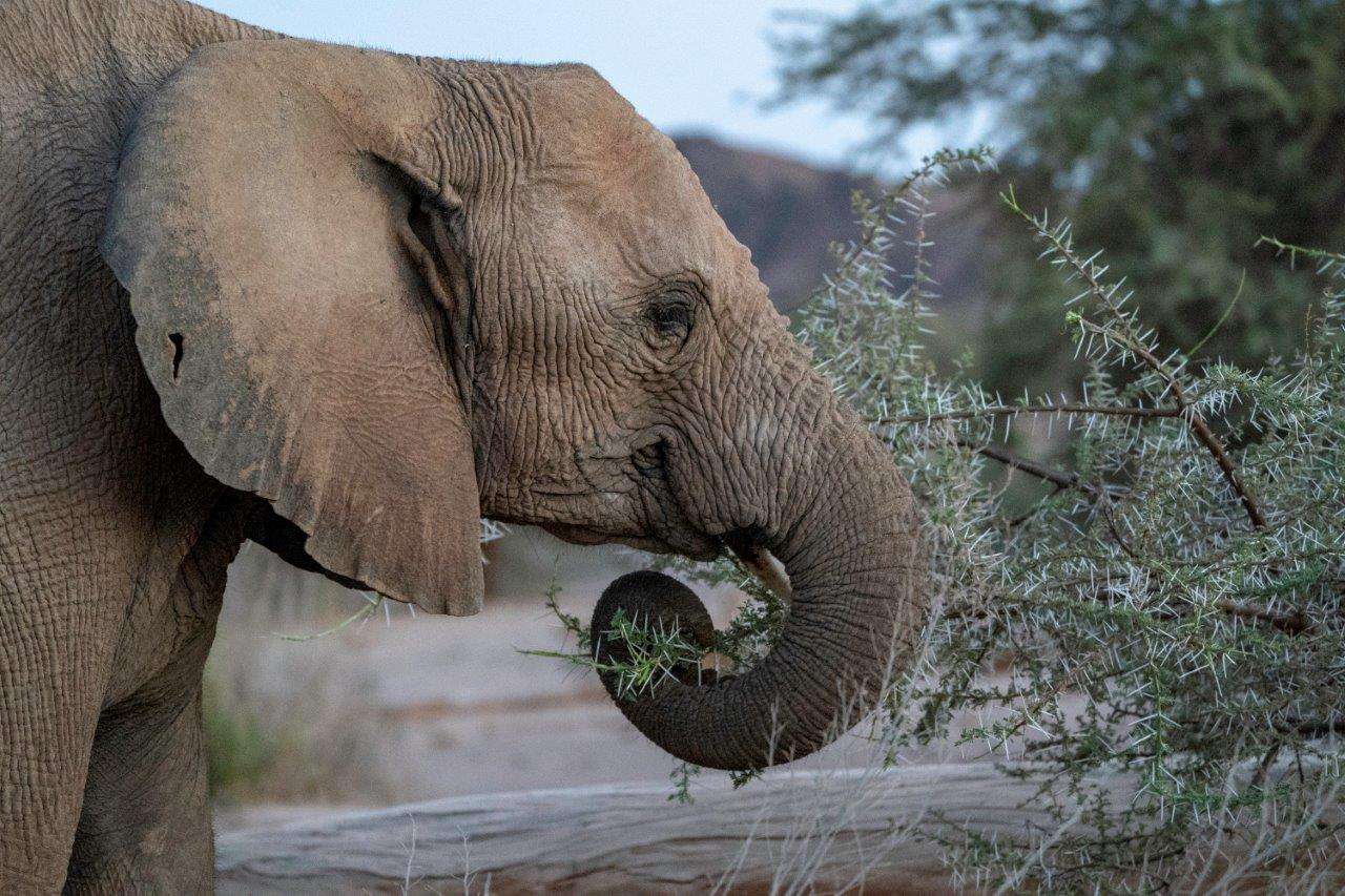 Desert-adapted elephant feeding in Namibia