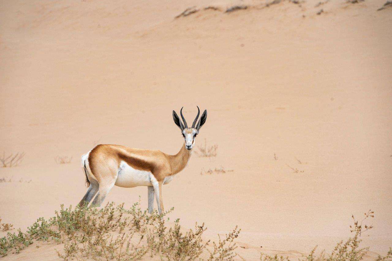 A springbok in Namibia