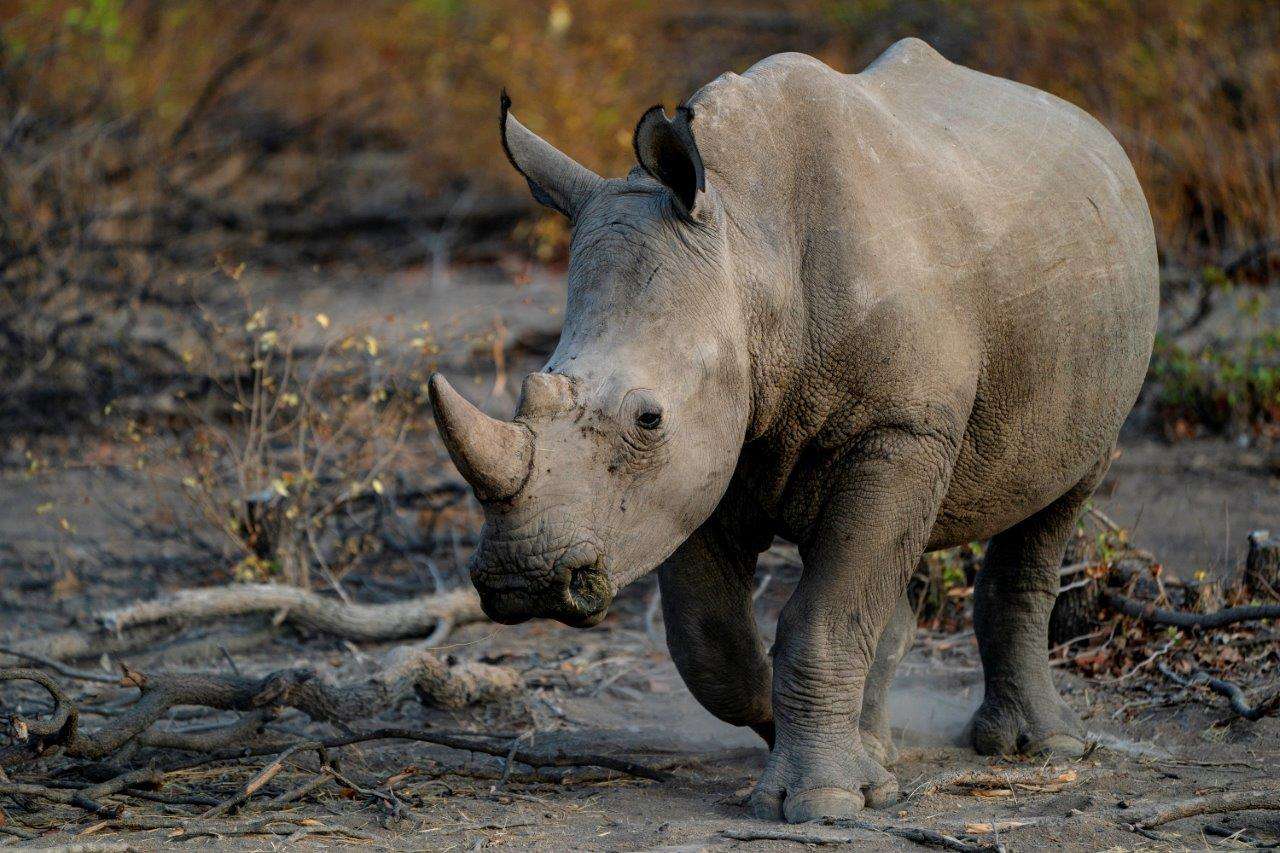 Rhino in Namibia
