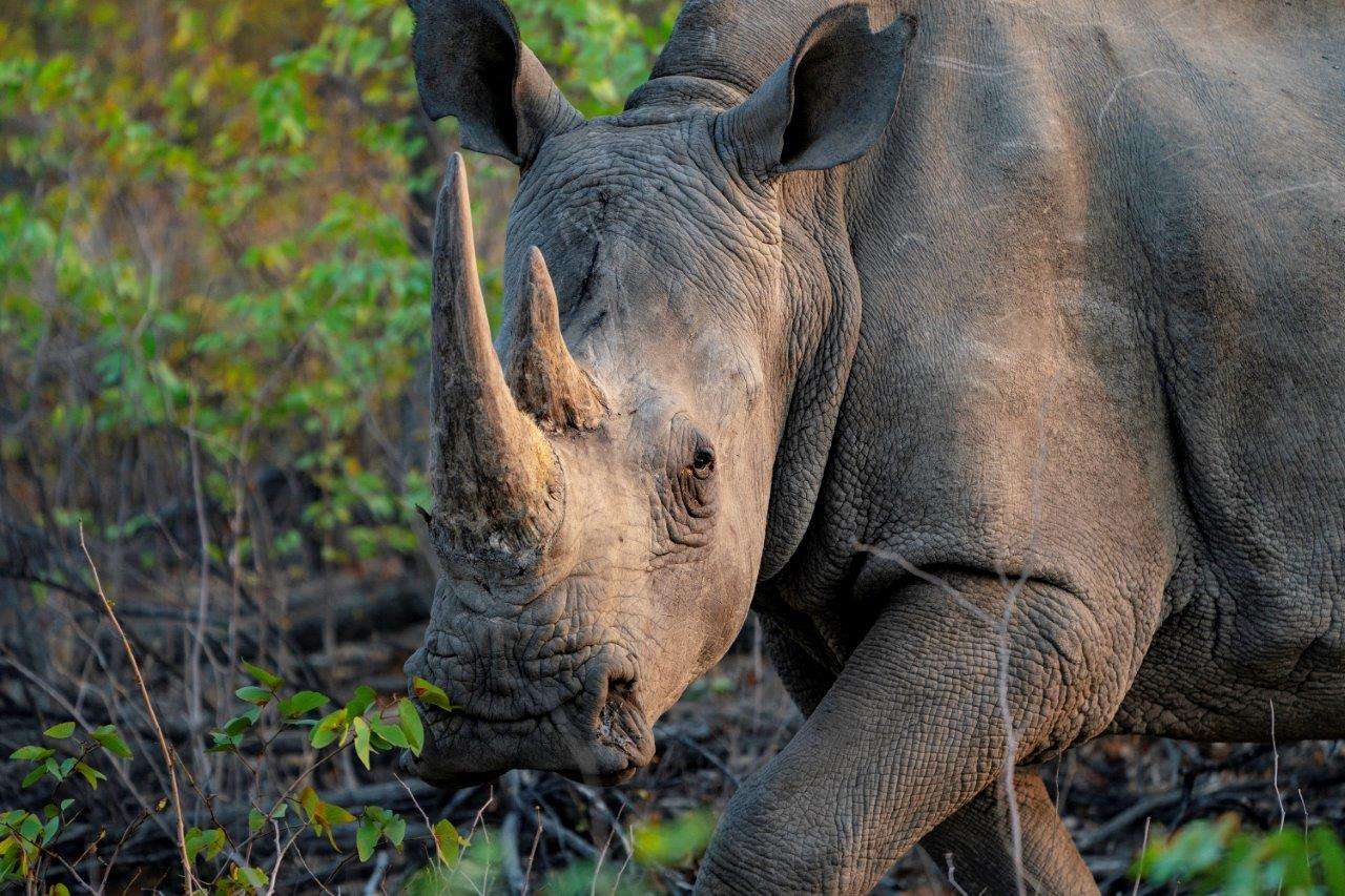 Rhino in Namibia