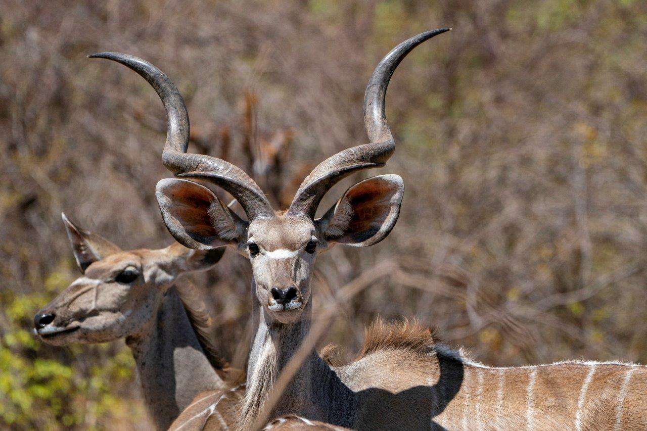 A kudu in Namibia