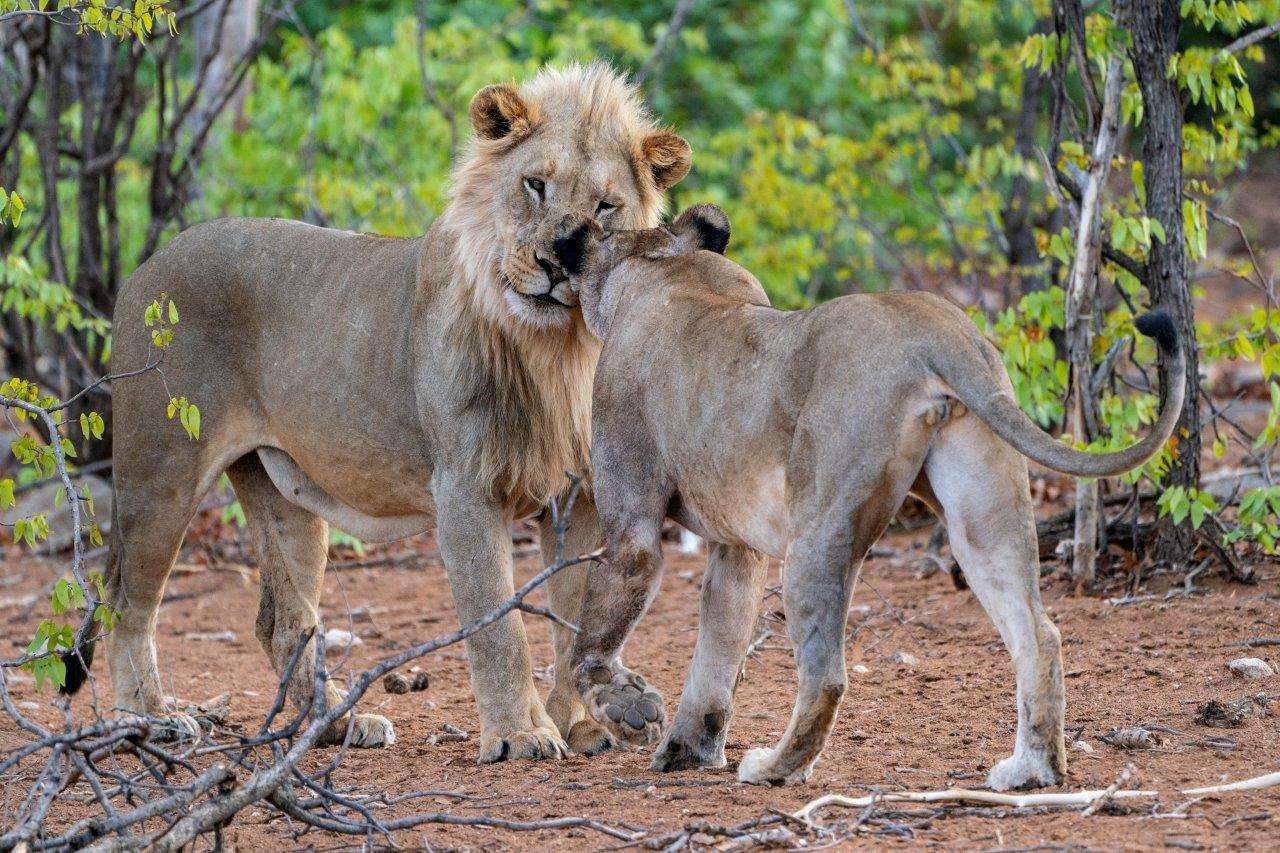 Lions nuzzling in Namibia