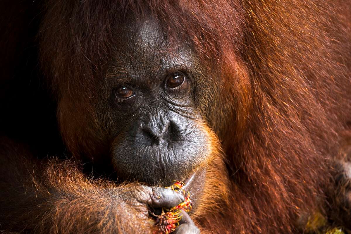 An orangutan bunches on a palm fruit in Borneo.