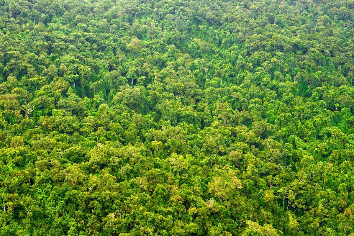 Forest in Costa Rica.