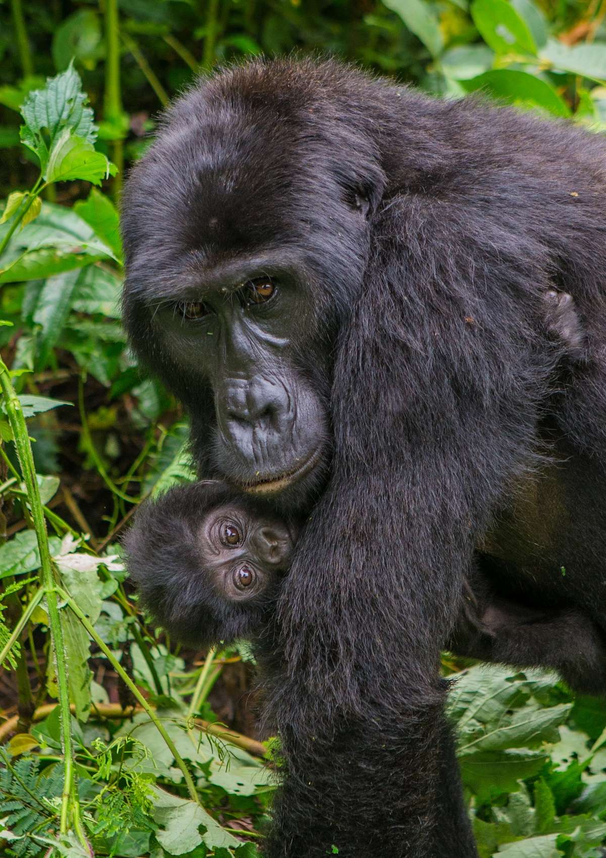 Mountain gorilla with baby in Uganda.