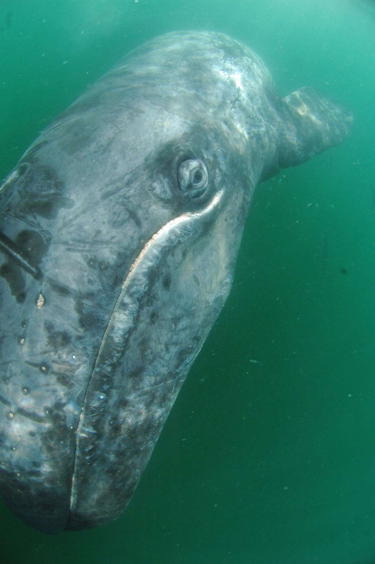 A gray whale in Baja, Mexico