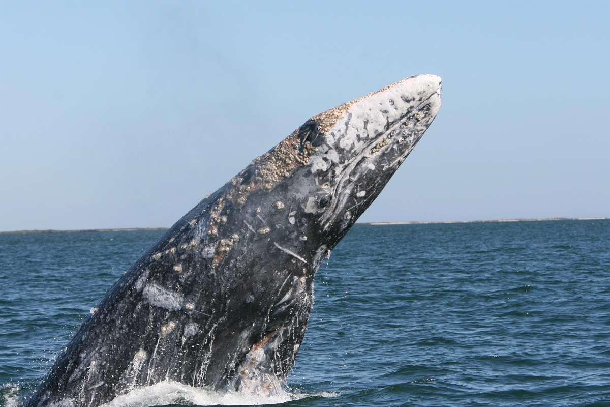 A gray whale breaching in Baja, Mexico.