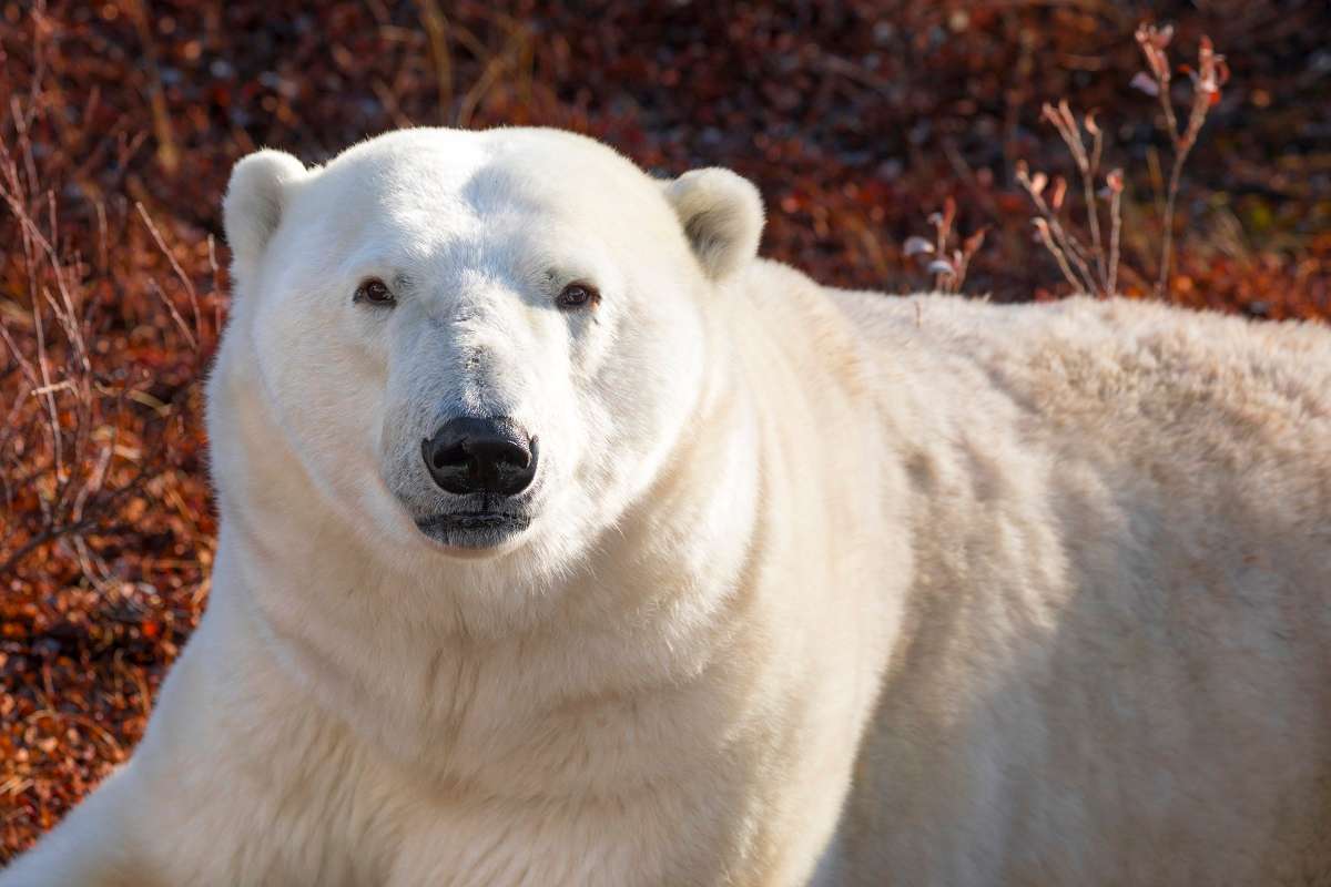 a polar bear in Canada
