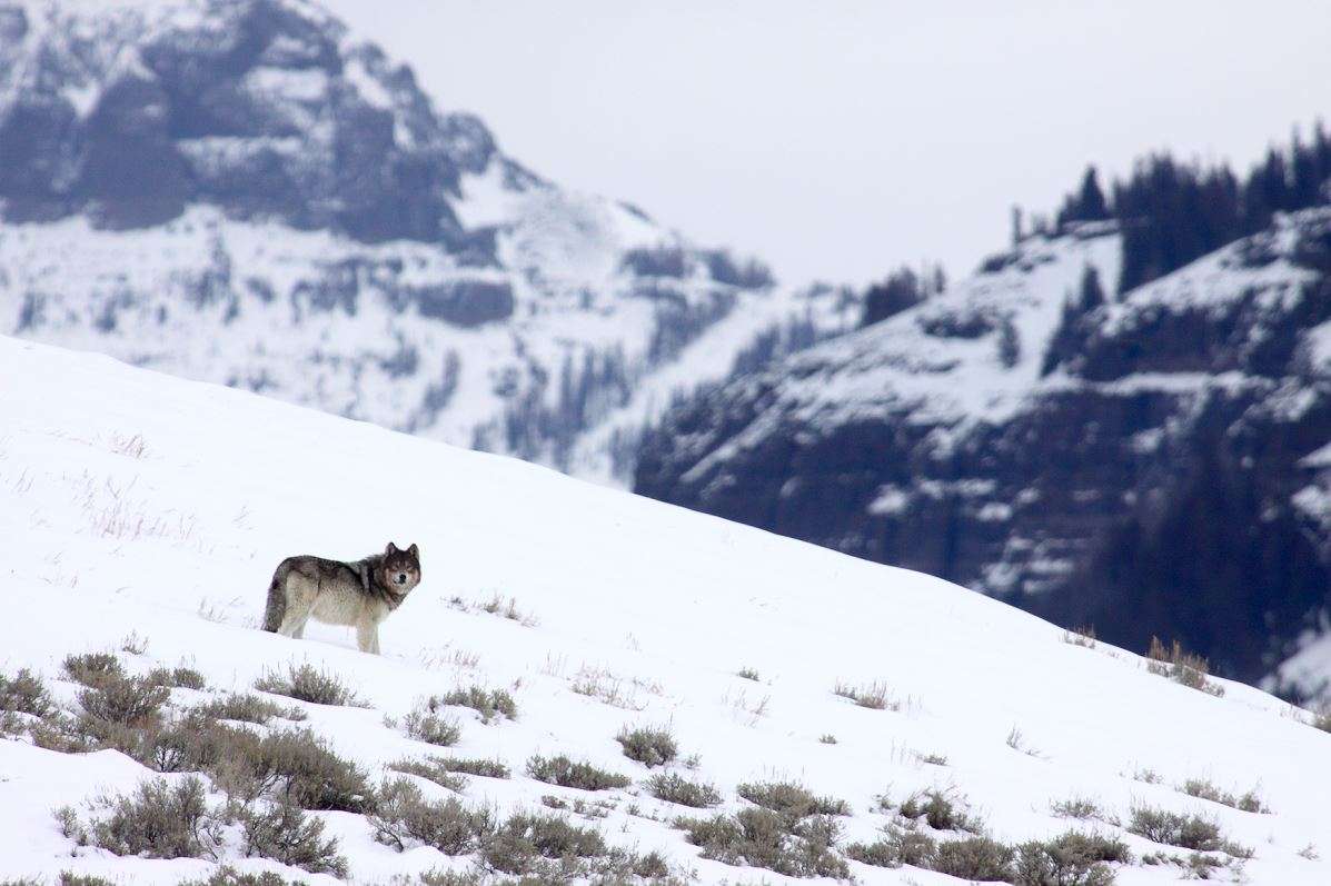 Wolf in Yellowstone