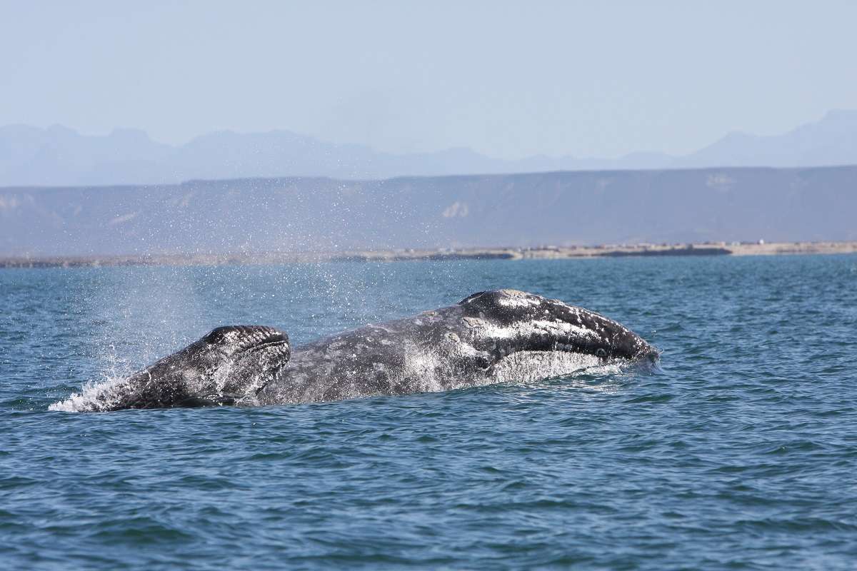 A gray whale with her calf in Baja, Mexico