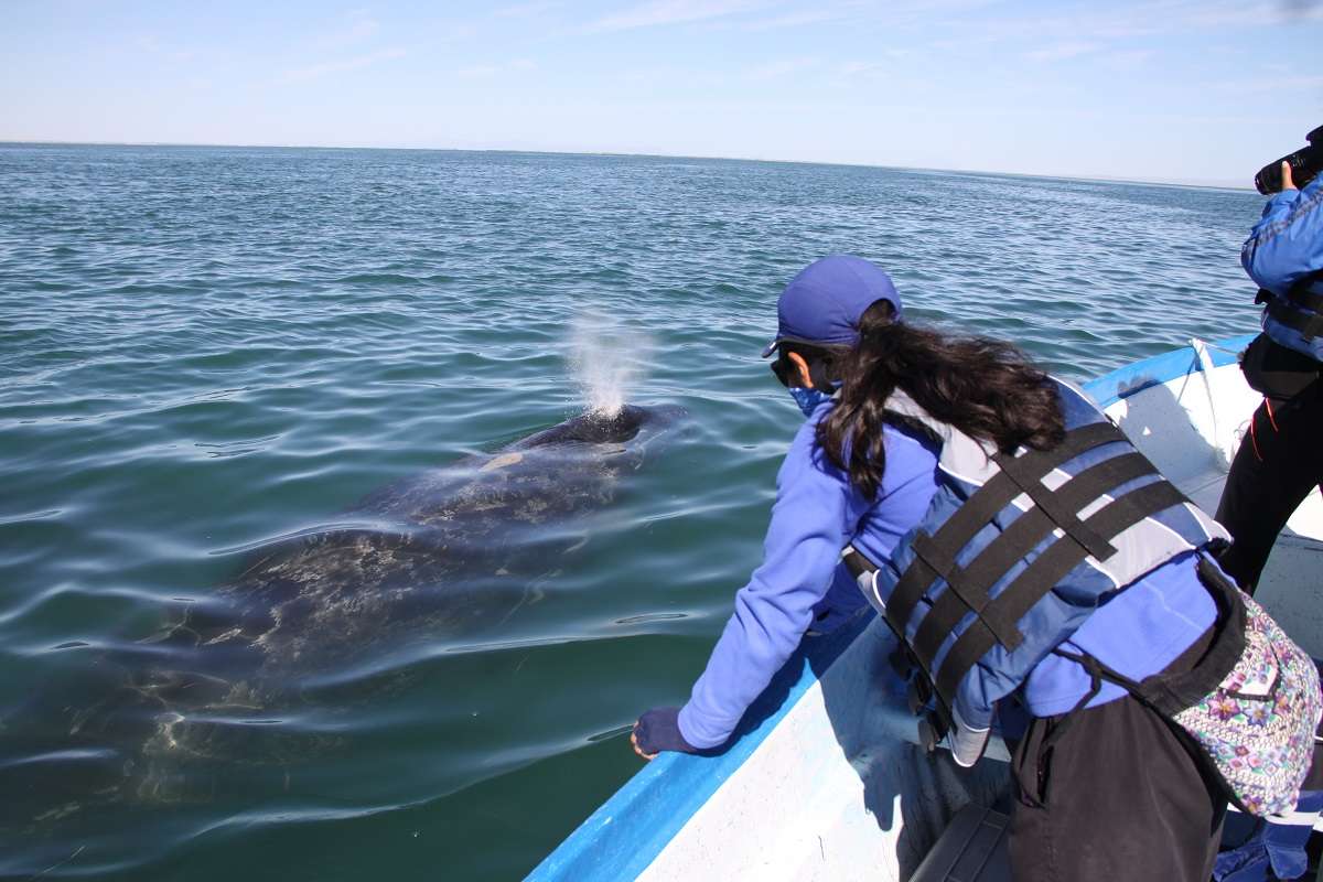 Scientists studying gray whales in Baja, Mexico.