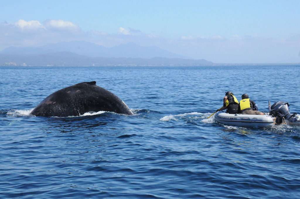Whale and rescuers in Mexico.