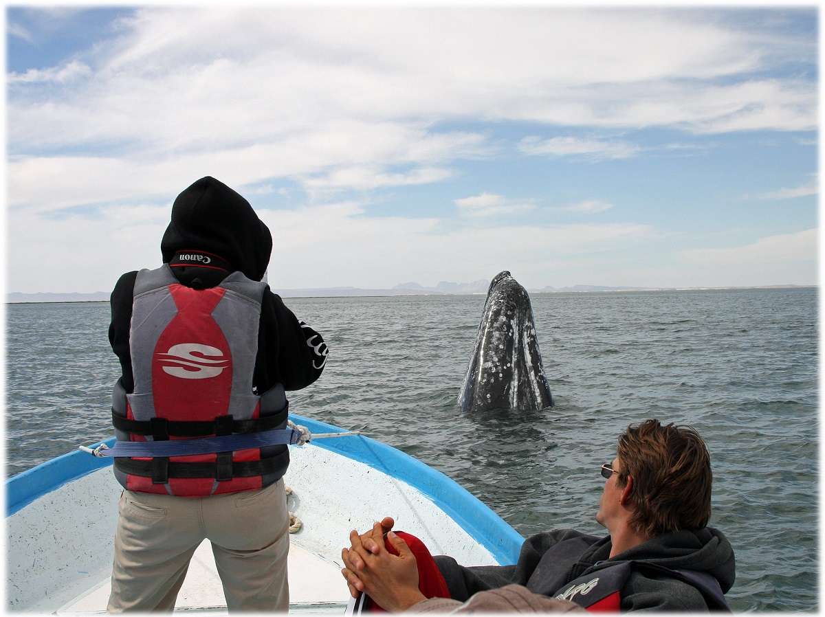 Student researchers observing a gray whale spyhopping. 