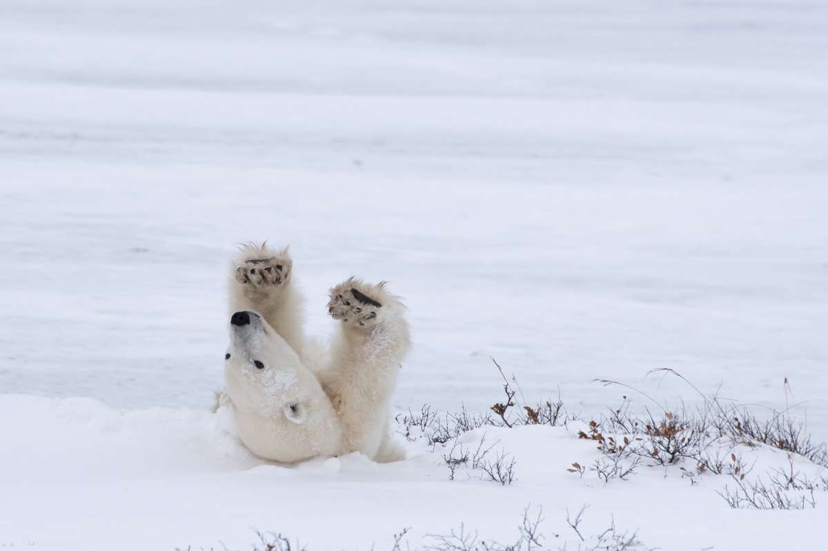 a polar bear being silly in Canada