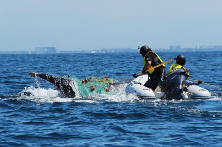RABEN rescuing a whale in Banderas Bay in Mexico