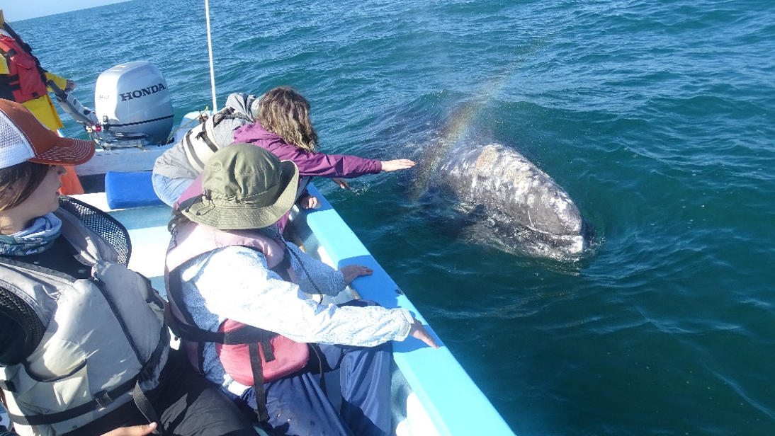 Gray whale encounters on a boat in Baja. 