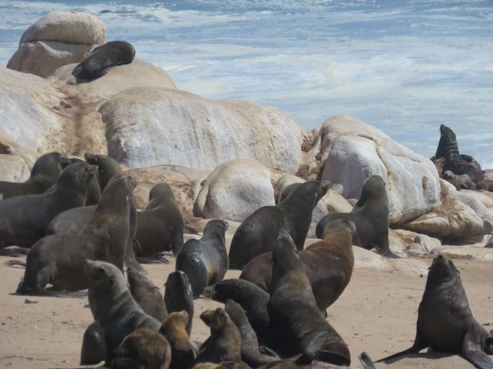 The cape fur seals of the Skeleton Coast, Namibia