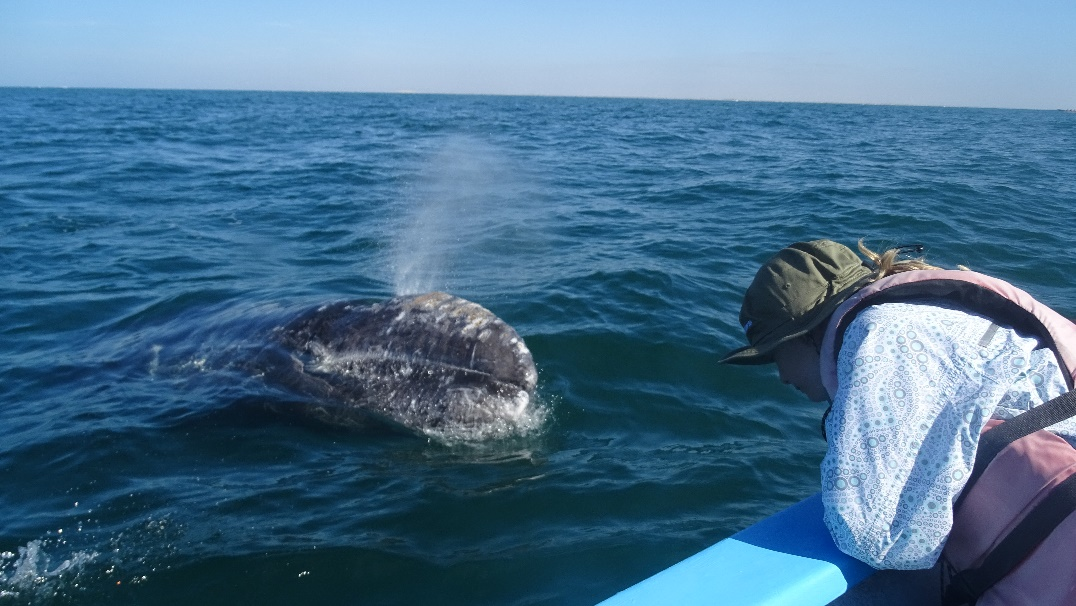 A young girl greets a gray whale in Baja. 