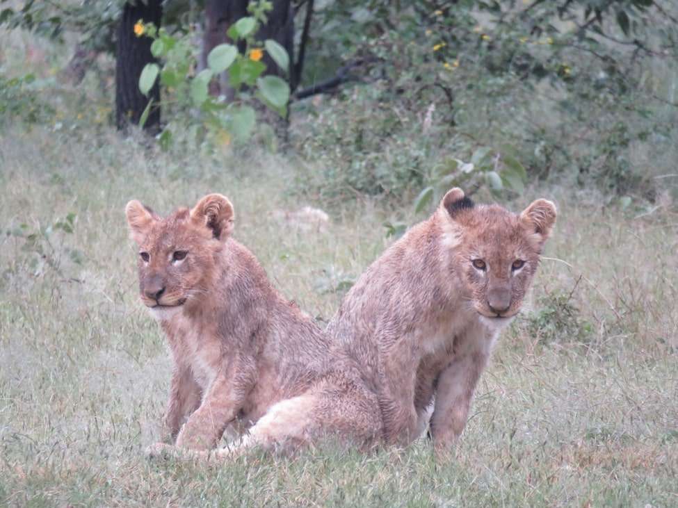 Lion cubs, Ongava Reserve, Namibia