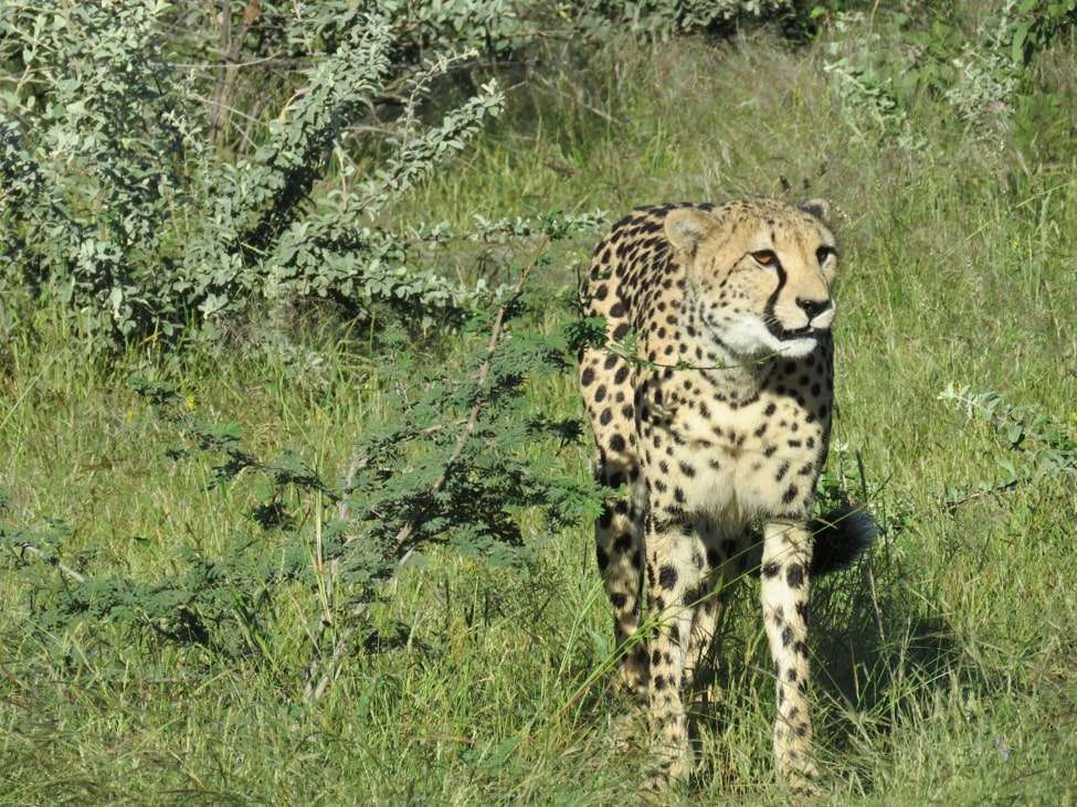 Cheetah, Ongava Reserve, Namibia