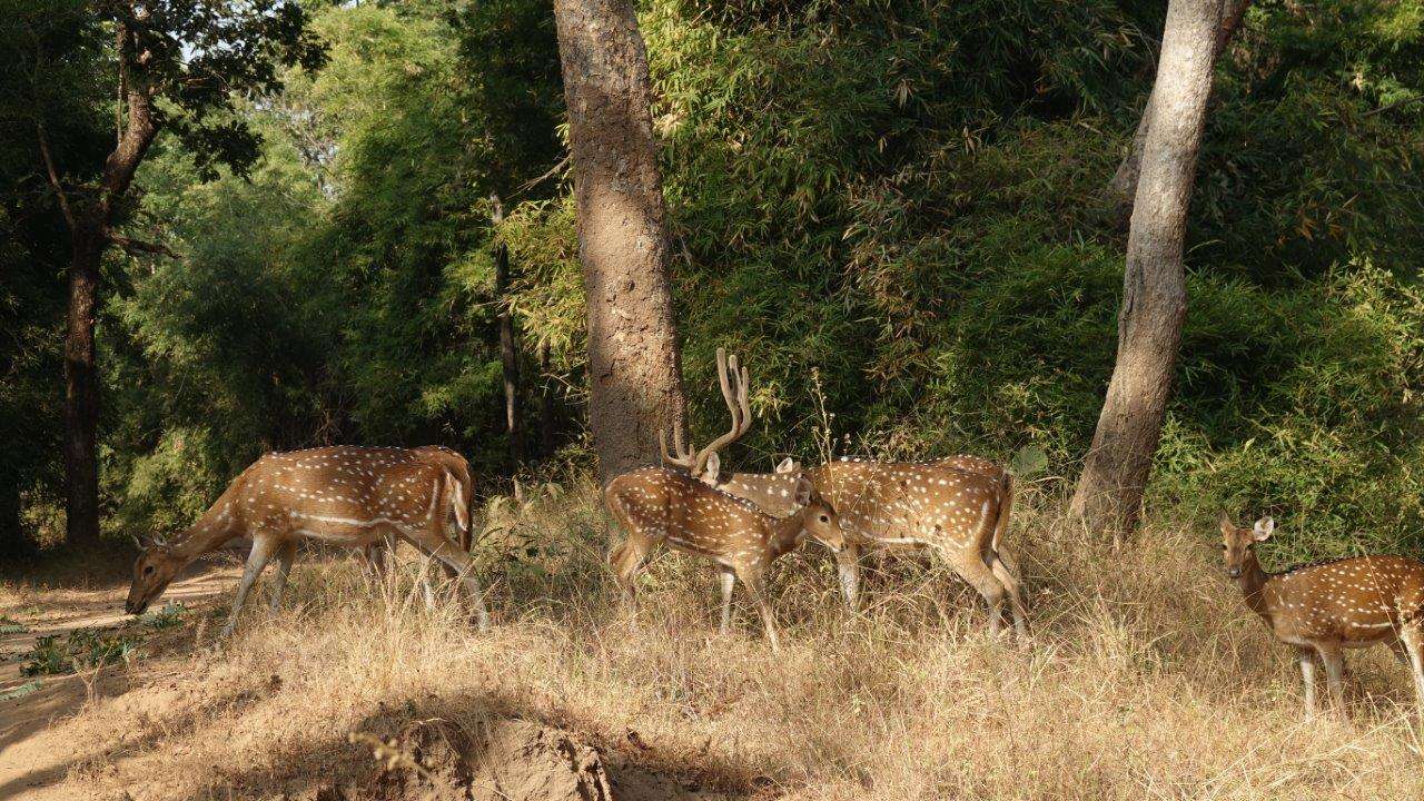 Spotted deer make an alarm call. 