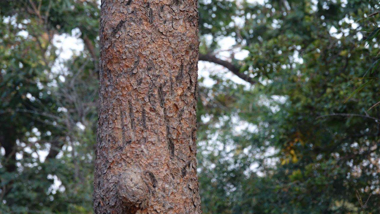 A tree with tiger claw marks five feet from the ground.