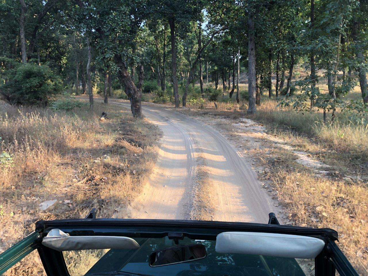 Driving through one of India's national parks in search of tigers. 