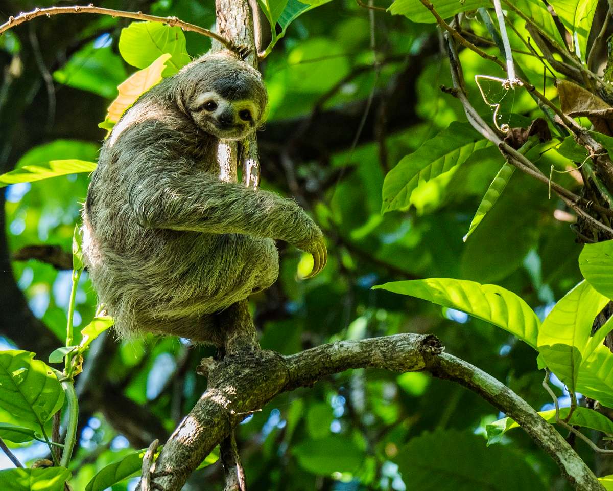 Three-toed sloth in Costa Rica. 