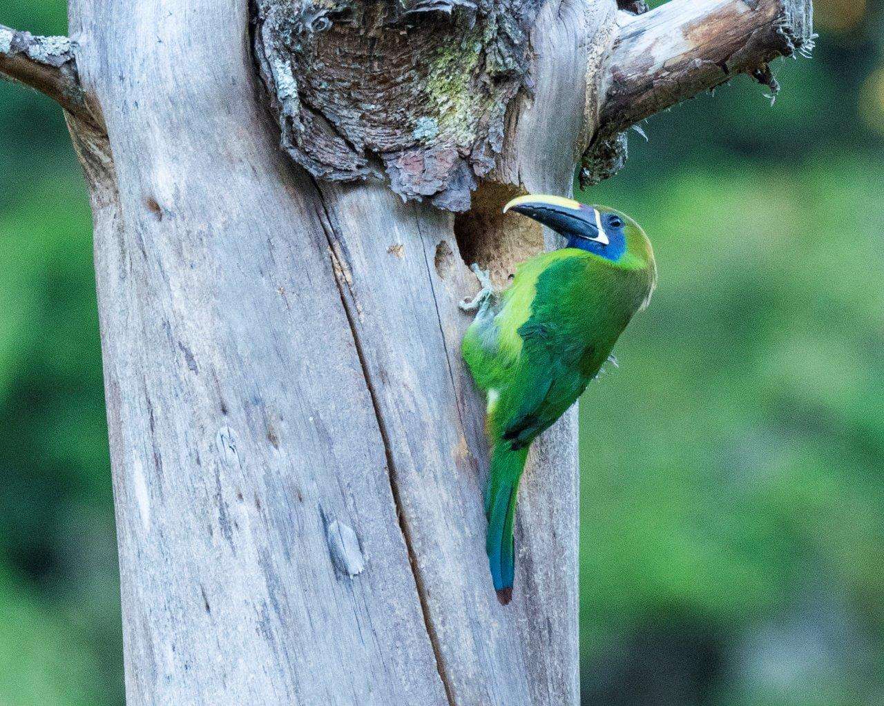 Blue-throated Toucanet in Costa Rica. 