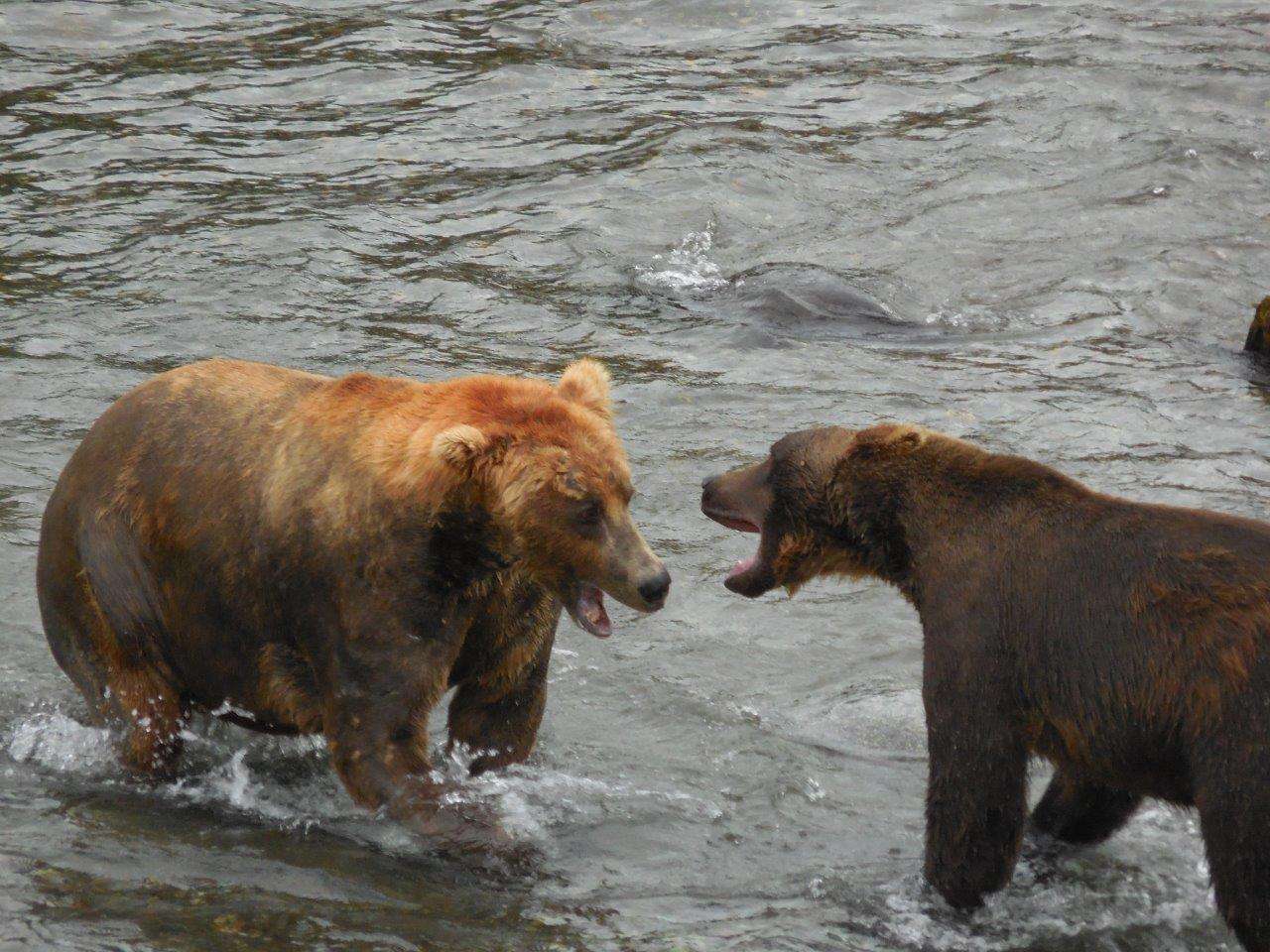 Two brown bears in a river in Alaska.