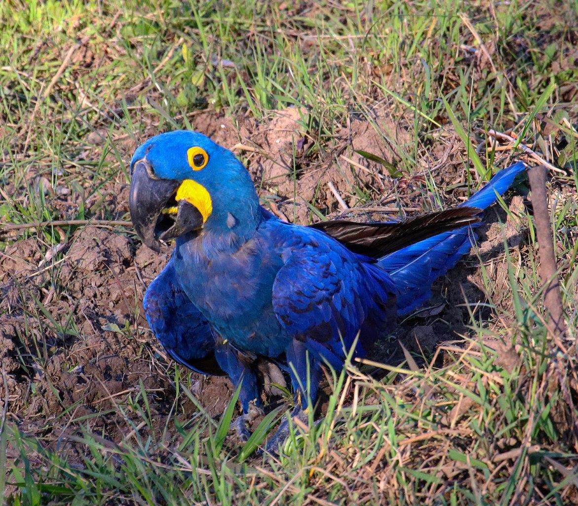 Hyacinth macaw in the Pantanal