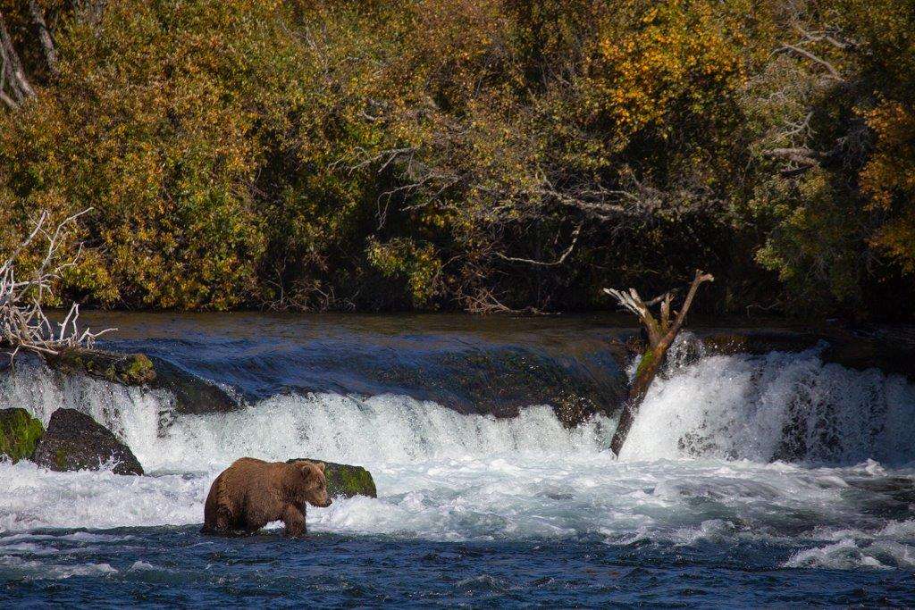 Brown bear in Brooks Falls, Alaska.